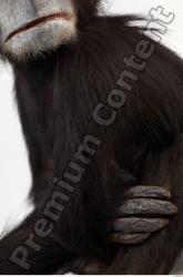 Chimpanzee - Pan troglodytes